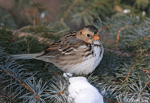 Harris's Sparrow 4 - Zonotrichia querula