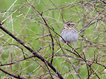Henslow's Sparrow 10 - Centronyx henslowii