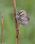 Henslow's Sparrow 2 - Centronyx henslowii