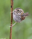 Henslow's Sparrow 5 - Centronyx henslowii