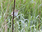Henslow's Sparrow 6 - Centronyx henslowii