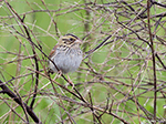 Henslow's Sparrow 9 - Centronyx henslowii