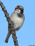 House Sparrow 11 - Passer domesticus