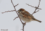 House Sparrow 1 - Passer domesticus