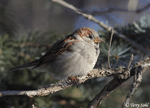 House Sparrow 2 - Passer domesticus
