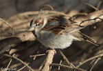 House Sparrow 6 - Passer domesticus