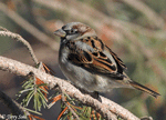 House Sparrow 7 - Passer domesticus