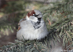 House Sparrow 8 - Passer domesticus