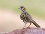 Lark Sparrow 1 - Chondestes grammacus