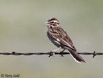 Lark Sparrow 2 - Chondestes grammacus