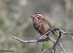 Lark Sparrow 3 - Chondestes grammacus