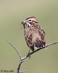 Lark Sparrow 4 - Chondestes grammacus