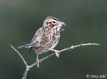 Lark Sparrow 5 - Chondestes grammacus