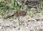 Lark Sparrow 6 - Chondestes grammacus