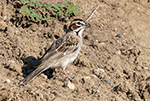 Lark Sparrow 7 - Chondestes grammacus