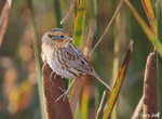 LeConte's Sparrow 18 - Ammodramus leconteii