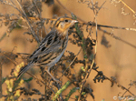 LeConte's Sparrow 1 - Ammodramus leconteii
