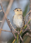 LeConte's Sparrow 21 - Ammodramus leconteii