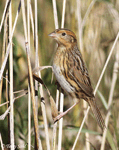 LeConte's Sparrow 25 - Ammodramus leconteii