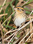 LeConte's Sparrow 29 - Ammodramus leconteii