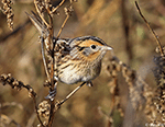 LeConte's Sparrow 34 - Ammodramus leconteii