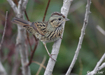 Lincoln's Sparrow 12 - Melospiza lincolnii