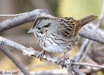 Lincoln's Sparrow 17 - Melospiza lincolnii