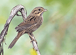 Lincoln's Sparrow 20 - Melospiza lincolnii