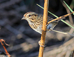 Lincoln's Sparrow 25 - Melospiza lincolnii