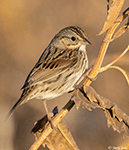 Lincoln's Sparrow 27 - Melospiza lincolnii