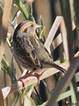 Nelson's Sparrow 2 - Ammodramus nelsoni