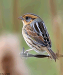Nelson's Sparrow 4 - Ammodramus nelsoni