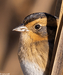 Nelson's Sparrow 6 - Ammodramus nelsoni