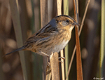 Nelson's Sparrow 9 - Ammodramus nelsoni