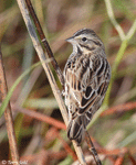 Savannah Sparrow 16 - Passerculus sandwichensis