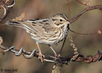Savannah Sparrow 17 - Passerculus sandwichensis