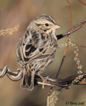 Savannah Sparrow 18 - Passerculus sandwichensis
