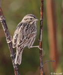 Savannah Sparrow 1 - Passerculus sandwichensis