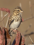 Savannah Sparrow 25 - Passerculus sandwichensis