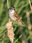Swamp Sparrow 12 - Melospiza georgiana