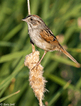 Swamp Sparrow 13 - Melospiza georgiana