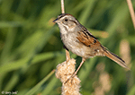 Swamp Sparrow 14 - Melospiza georgiana