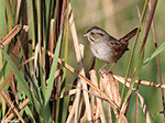 Swamp Sparrow 15 - Melospiza georgiana