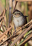 Swamp Sparrow 16 - Melospiza georgiana