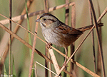 Swamp Sparrow 19 - Melospiza georgiana