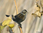 Swamp Sparrow 1 - Melospiza georgiana