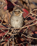 Swamp Sparrow 21 - Melospiza georgiana