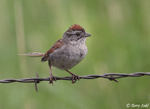 Swamp Sparrow 2 - Melospiza georgiana
