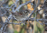 Swamp Sparrow 8 - Melospiza georgiana