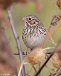 Vesper Sparrow 11 - Pooecetes gramineus